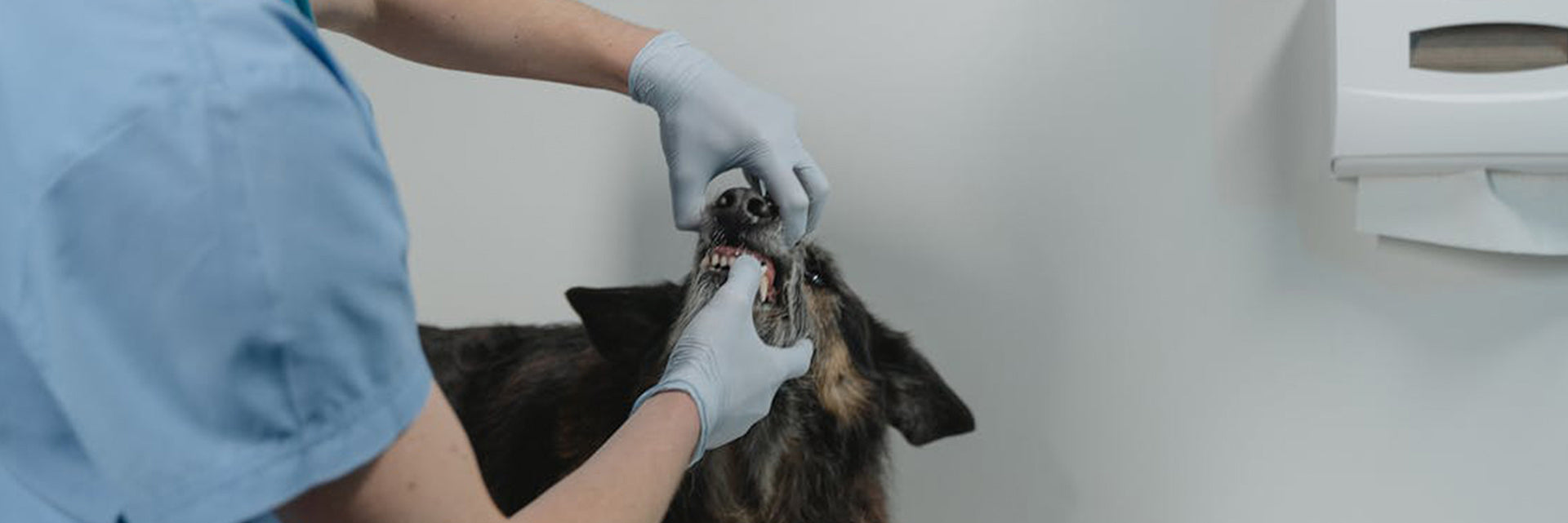 Stunning Dental Health Grain Free Dog Food For Dental Bacteria Control image