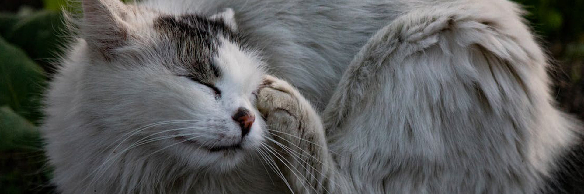 A closer look at Feliway Collar For Cat Stress