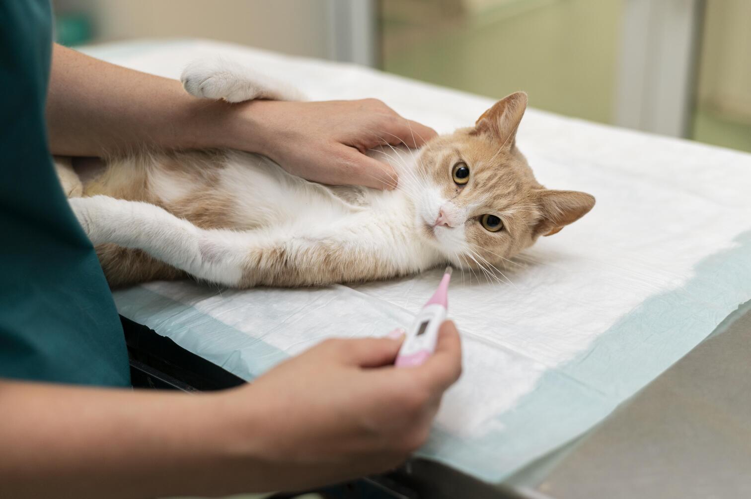 What Sort of Nutrition is Needed for a Sick Cat: Essential Tips