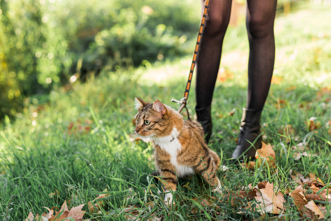 Can You Walk Cat on Leash: Tips for Success