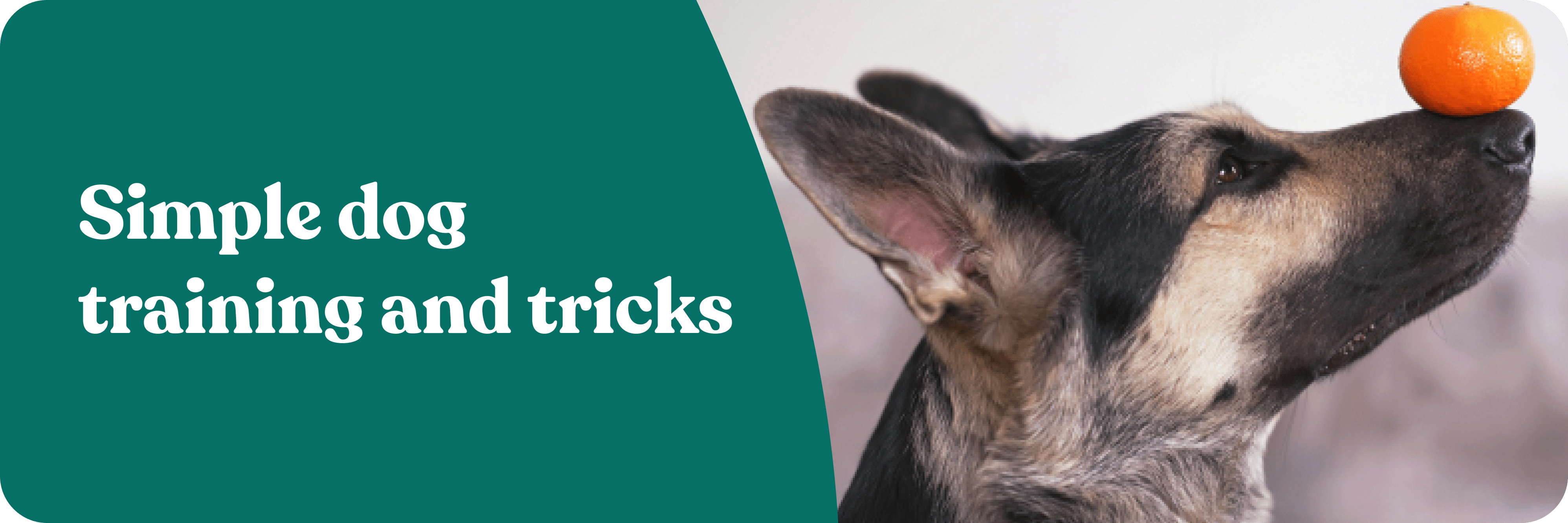 Simple Dog Training And Tricks MedicAnimal simple-dog-training-and-tricks-medicanimal