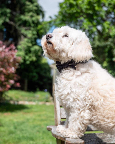 Long Paws Funk The Dog Night Sky Adjustable Dog Collar - Black