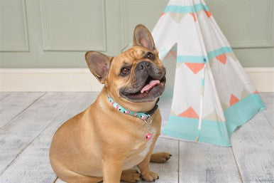 Ministry of Pets Printed Flamingo Collar with Charm for Dogs