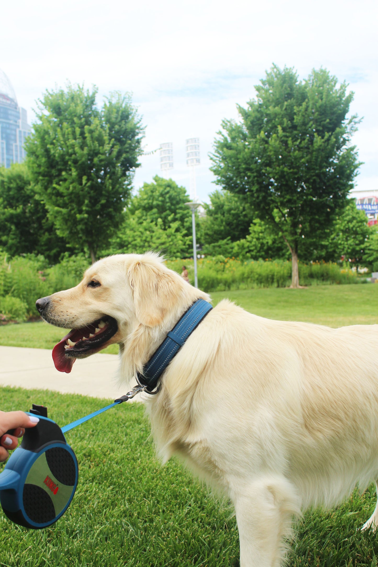Lifestyle View of KONG Adjustable Blue Dog Collar