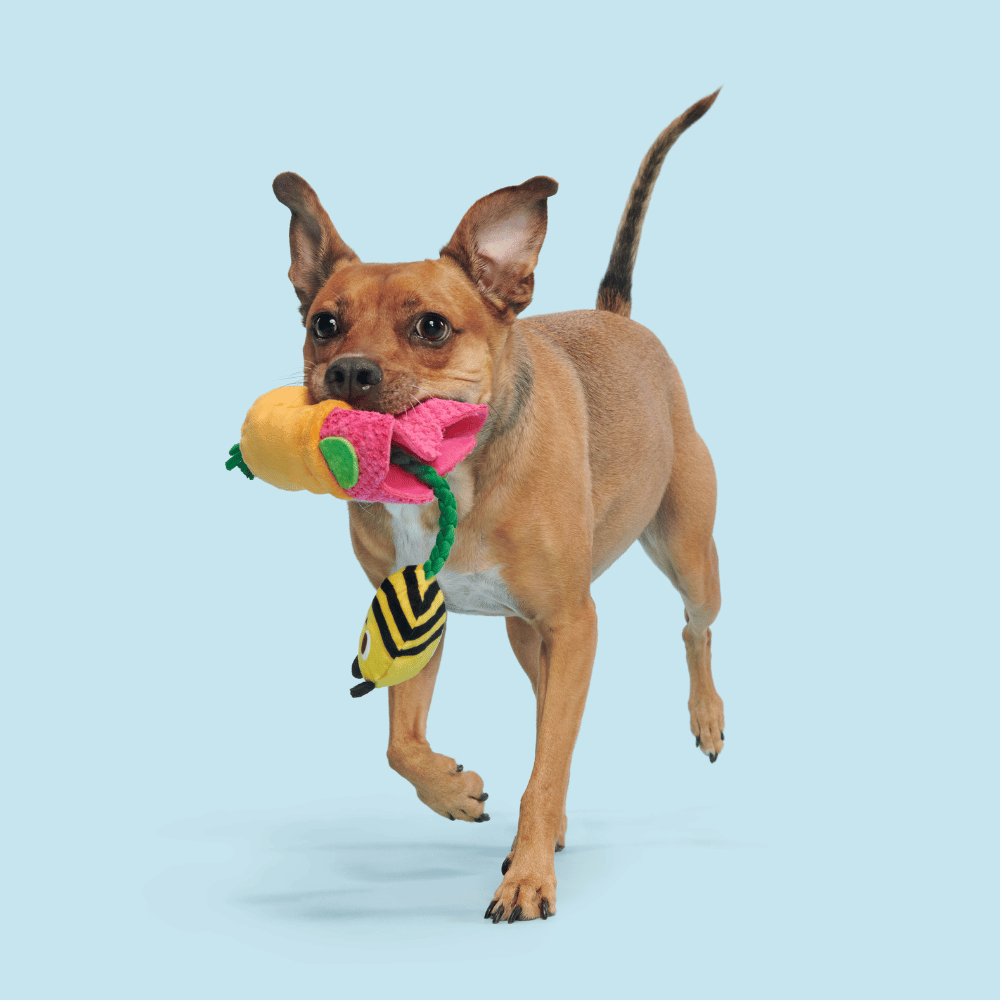 BARK Pollen Nate Dog Toy