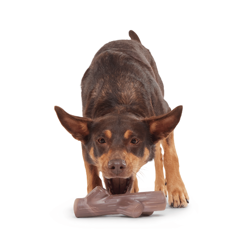 BARK Fall Fetch Stick Dog Toy