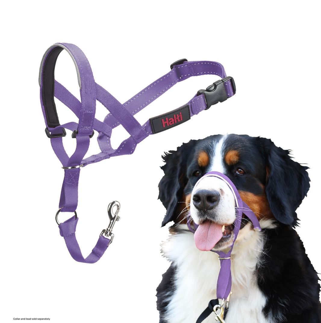 Halti Train Headcollar Purple