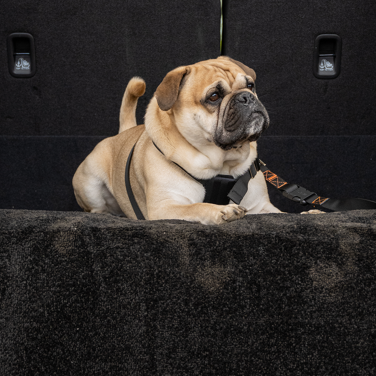 RAC Advanced Car Boot Protector