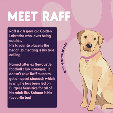 Burgess Sensitive Adult Complete Dry Dog Food Salmon Rice