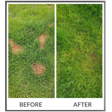 Dog Rocks Lawn Protection