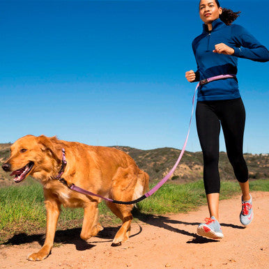 Halti All In One Purple Dog Lead