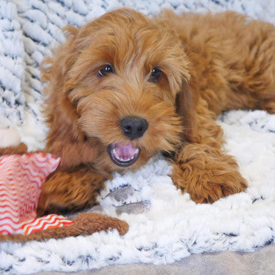 Little Nippers Cheeky Chimp Puppy Toy