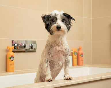 Pet Head Ditch The Dirt Dog Conditioner