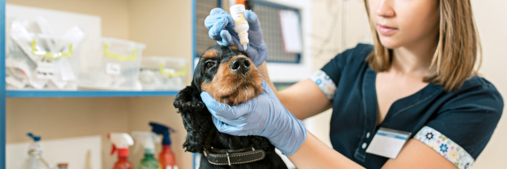 how to put eye drops in a dog