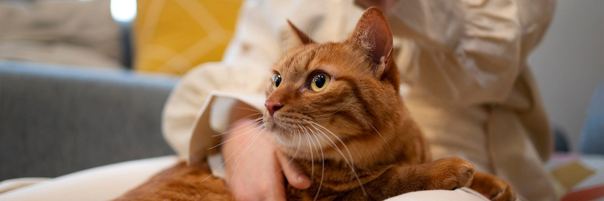 caring for a pregnant cat