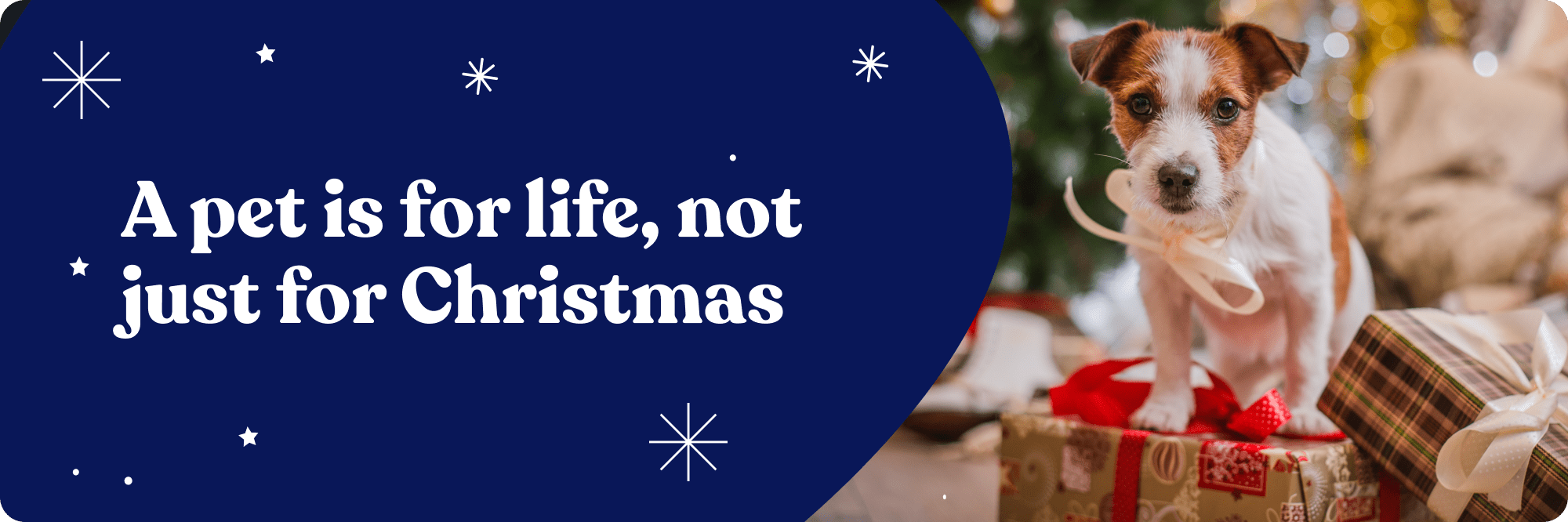 Getting a pet for Christmas: five considerations