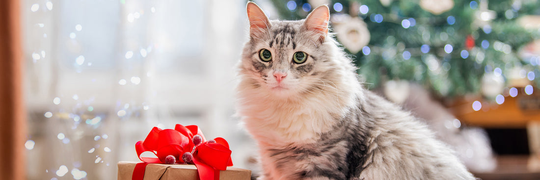 Keep pet anxiety at bay this Christmas