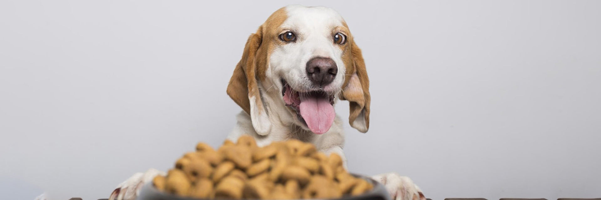 best senior dog food