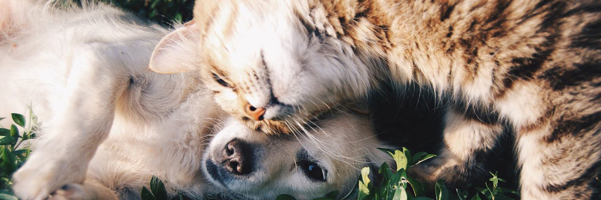 can pets have fleas in winter