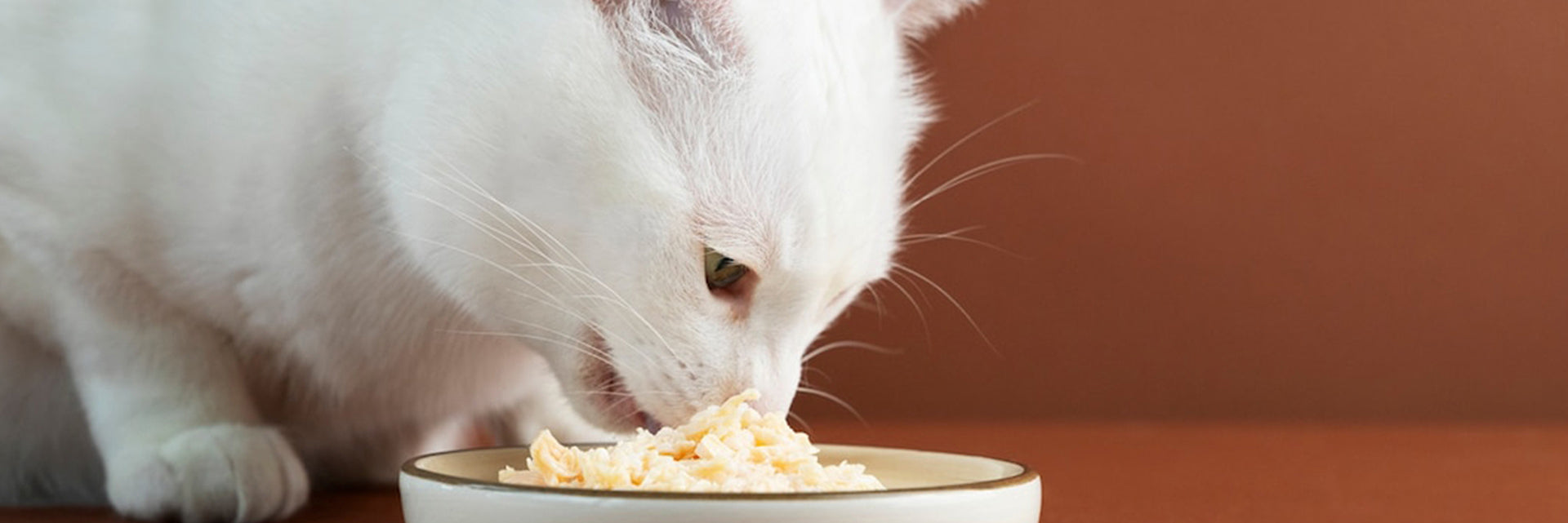 cat renal diet
