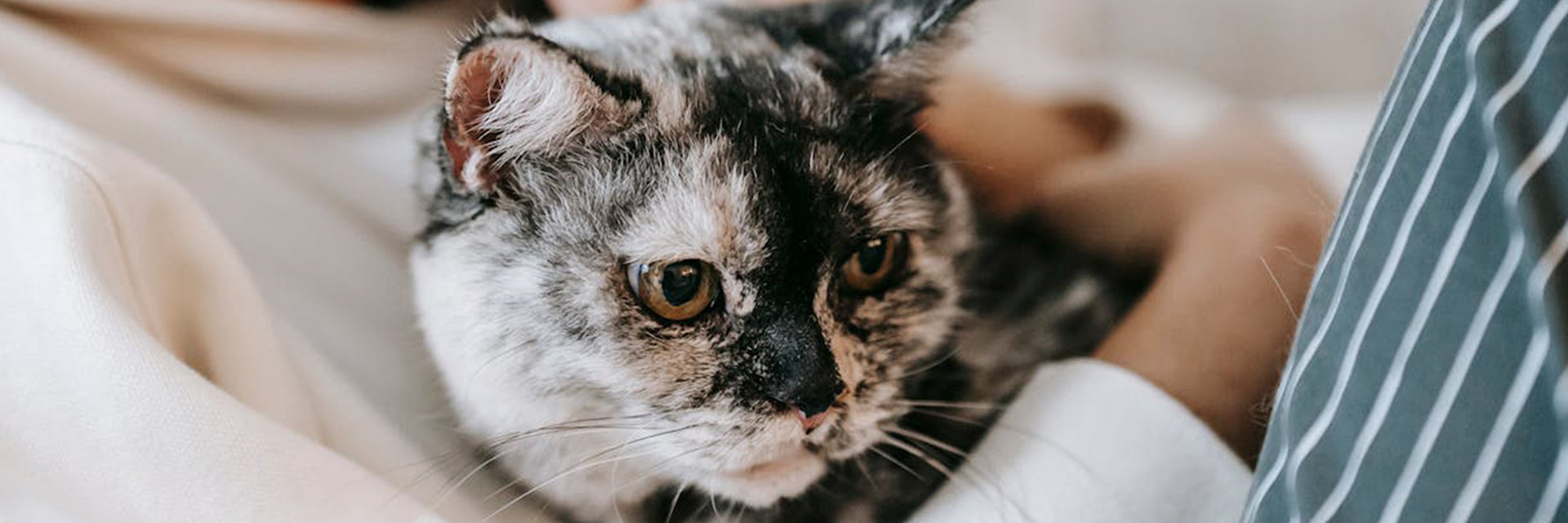 best senior cat food