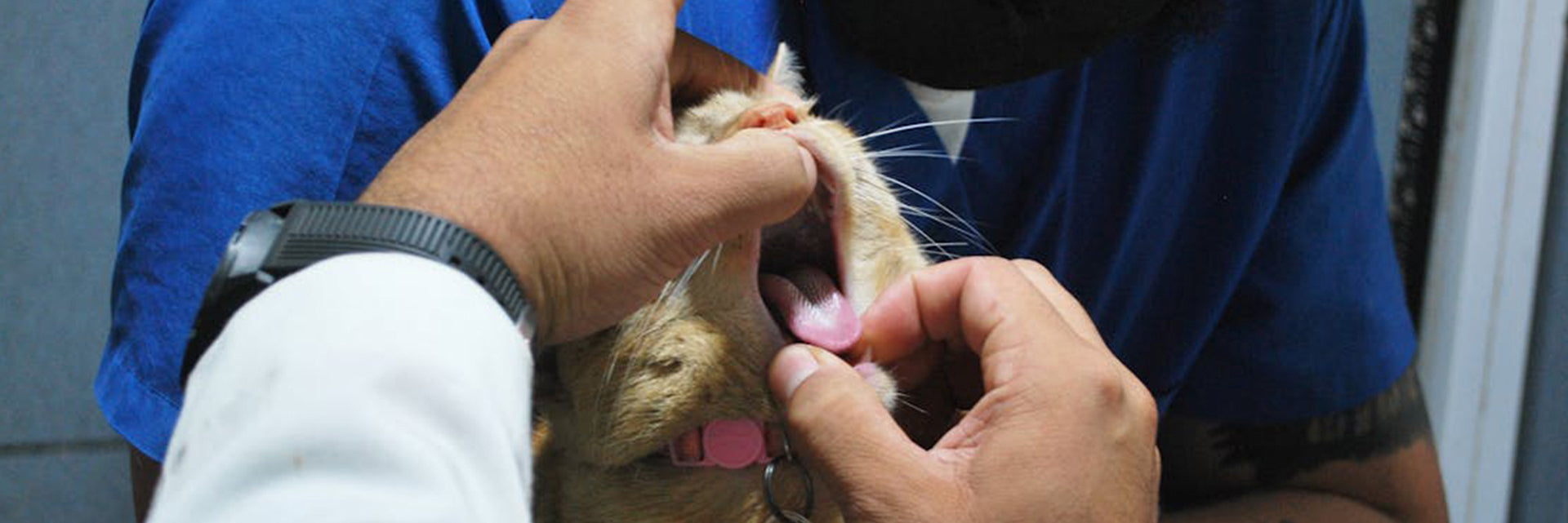 dental cat food