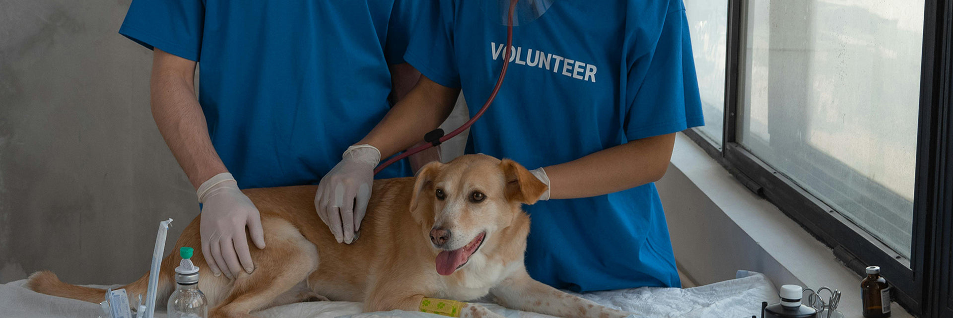 dog worming treatment