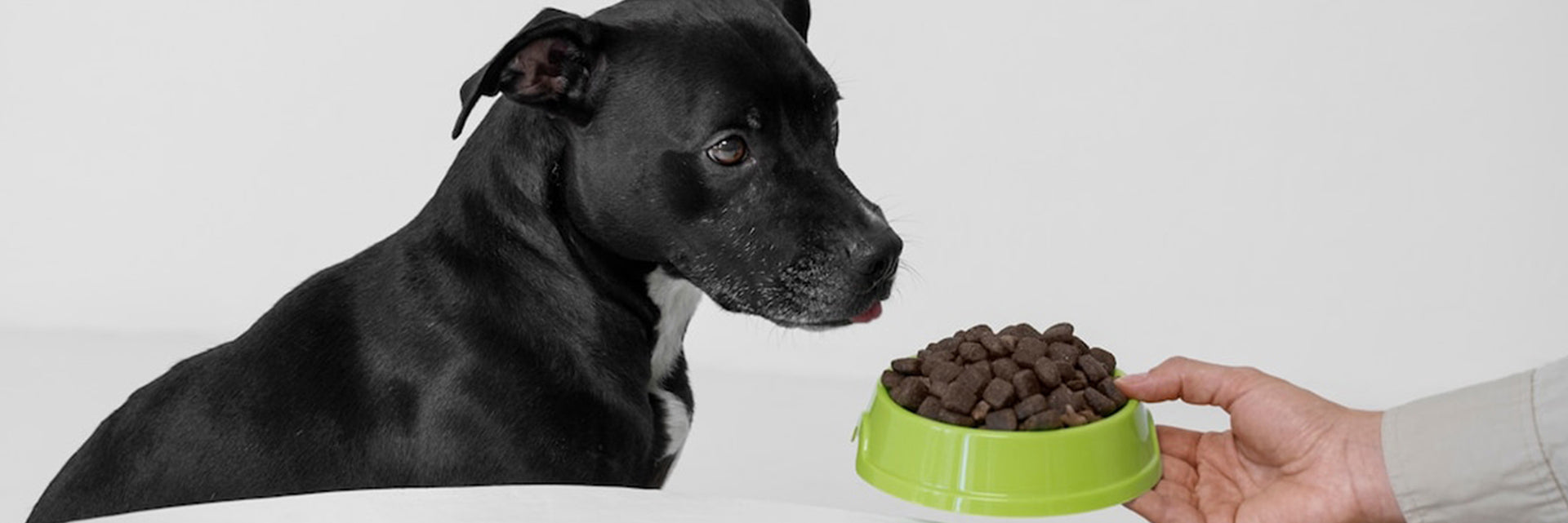 feeding your pregnant dog