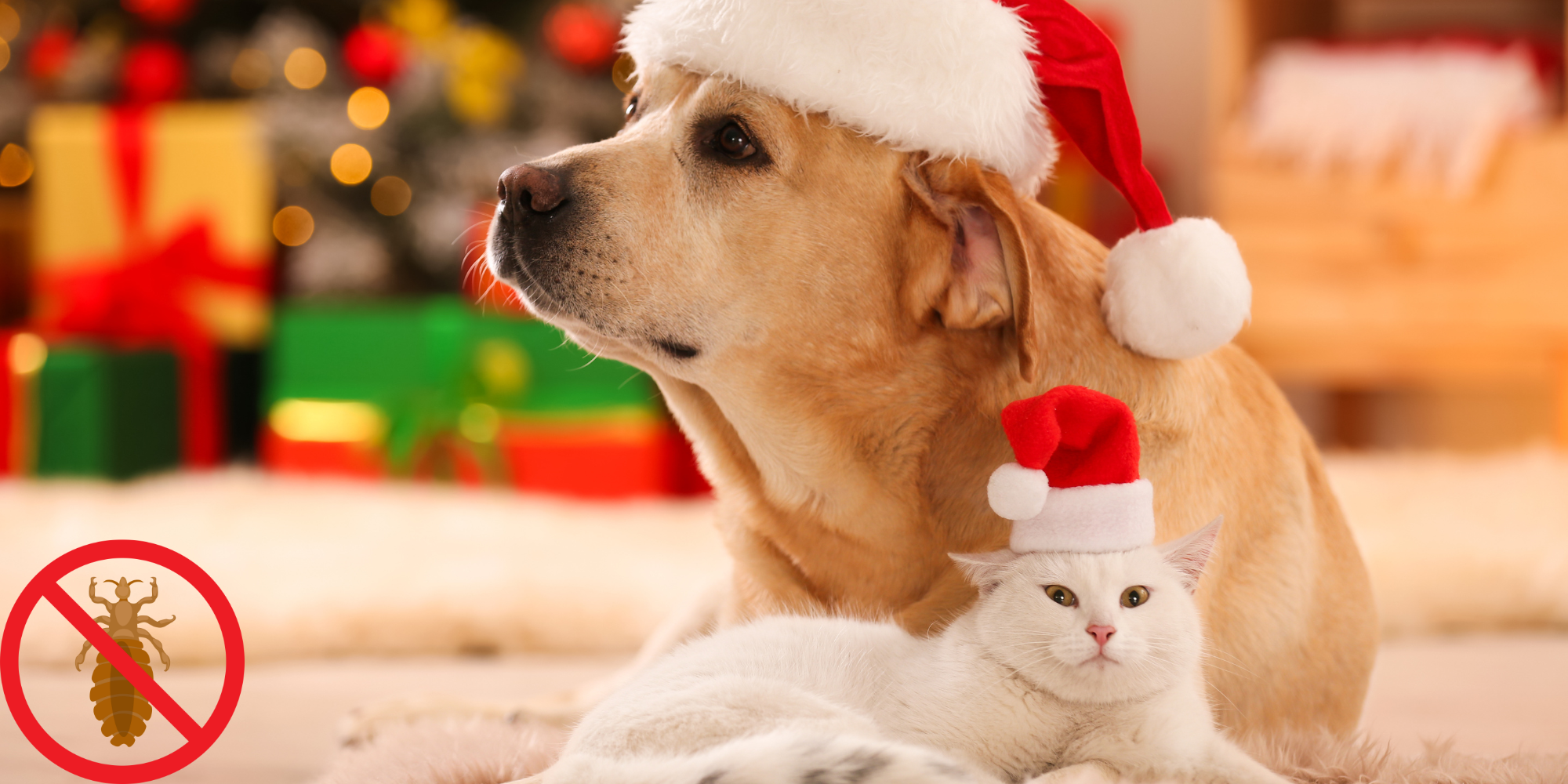 The importance of a Flea-Free Christmas