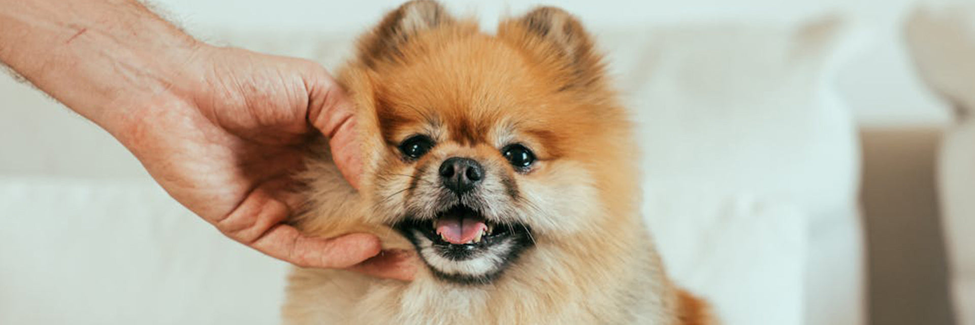 how to prepare house for puppy