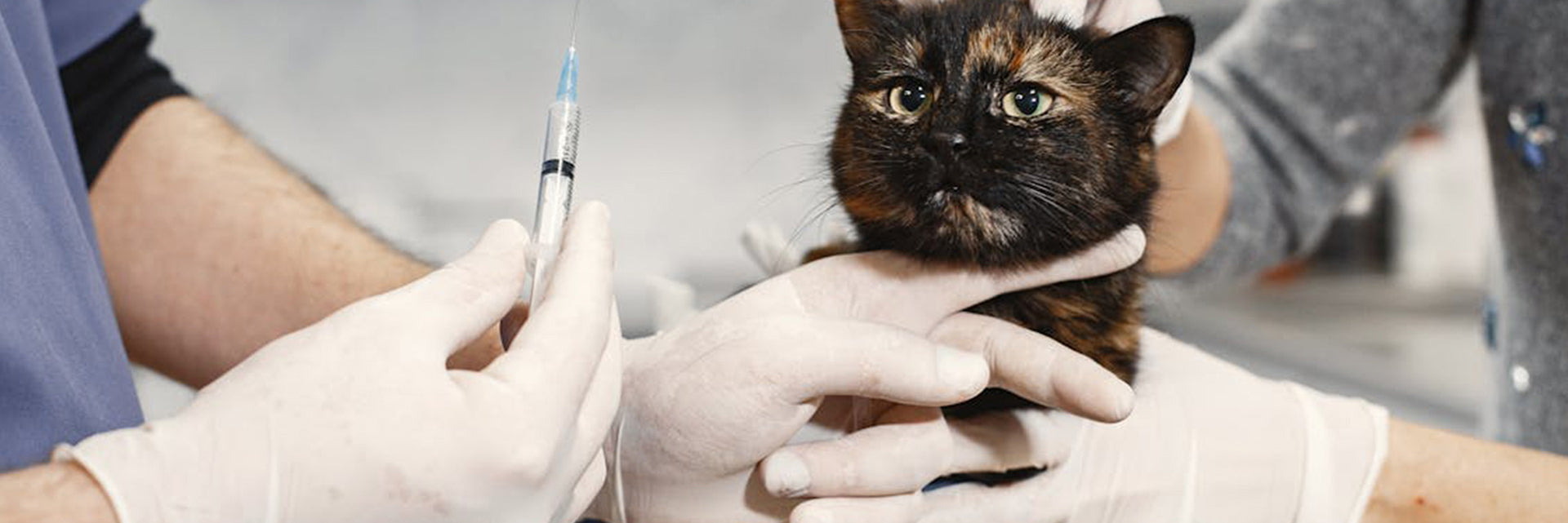 Key Milestones: When to Worm, Vaccinate, and Neuter Your Cat – MedicAnimal