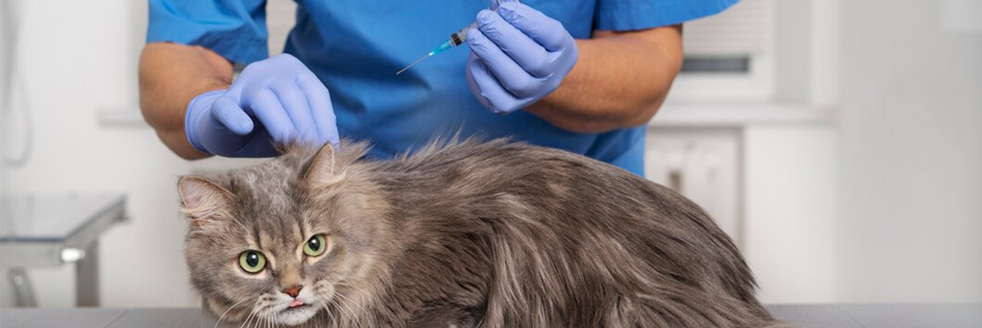 Kitten s First Shots A Guide To Preparing For Their First Vet Visit Kitten s first shots a guide to preparing for their first vet visit