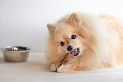 7 Best Vet Recommended Dental Chews for Dogs in 2025