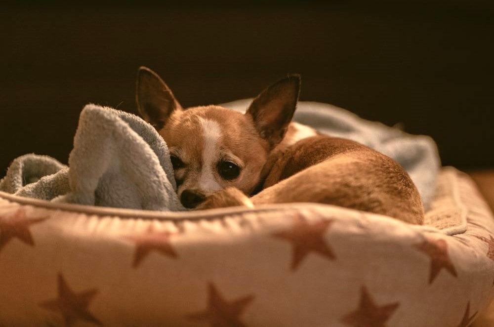 How to Calm your Pet during Fireworks