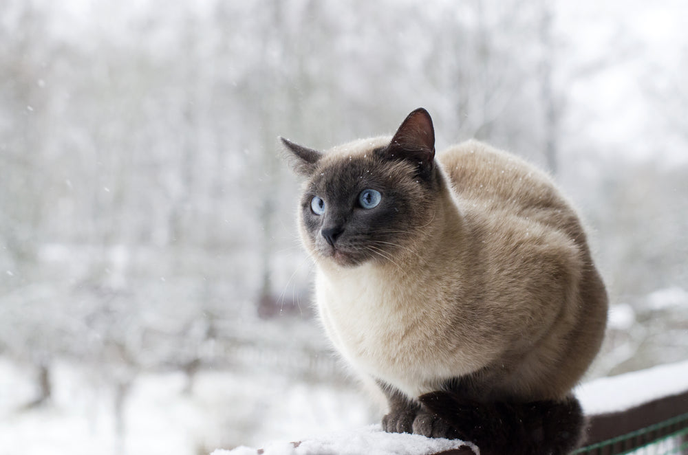 Winter Pet Care: How to Keep Pets Safe and Comfortable
