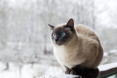 Winter Pet Care: How to Keep Pets Safe and Comfortable