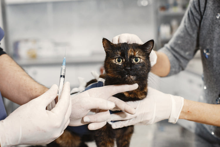 Picture of Urinary Tract Infections in Cats: Symptoms, Causes & Home Care Tips ...