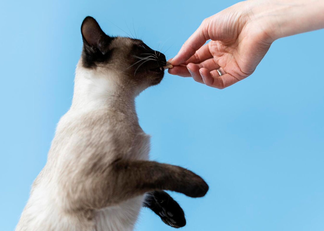 Illustration of Do Cats Need Milk Supplements With Walnut Oil