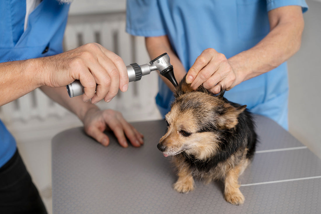 types of dog ear infections