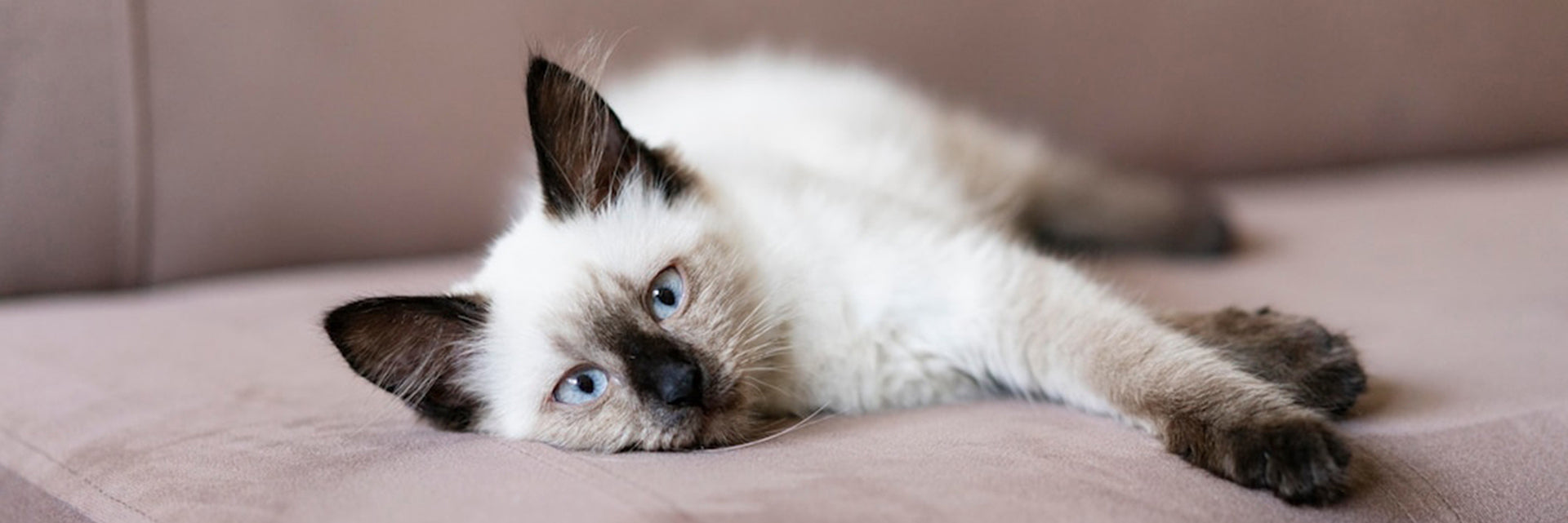 separation anxiety in cats