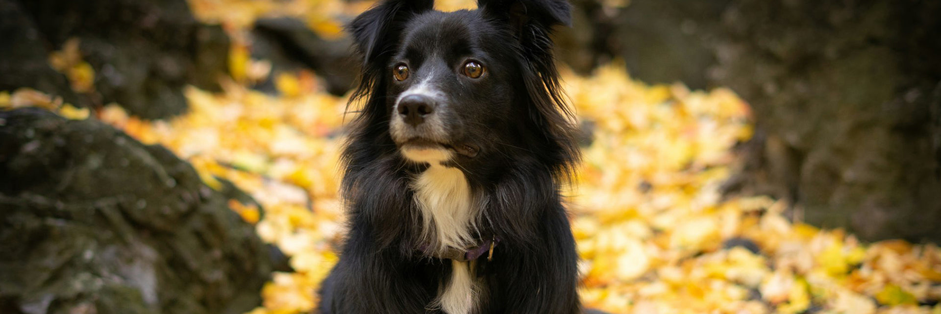 pros and cons of neutering a dog