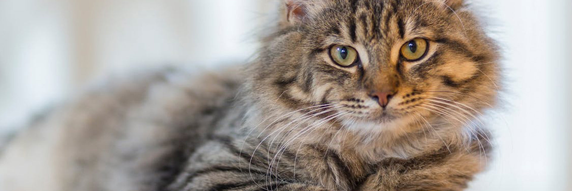 Know the key benefits of neutering tom cats – MedicAnimal