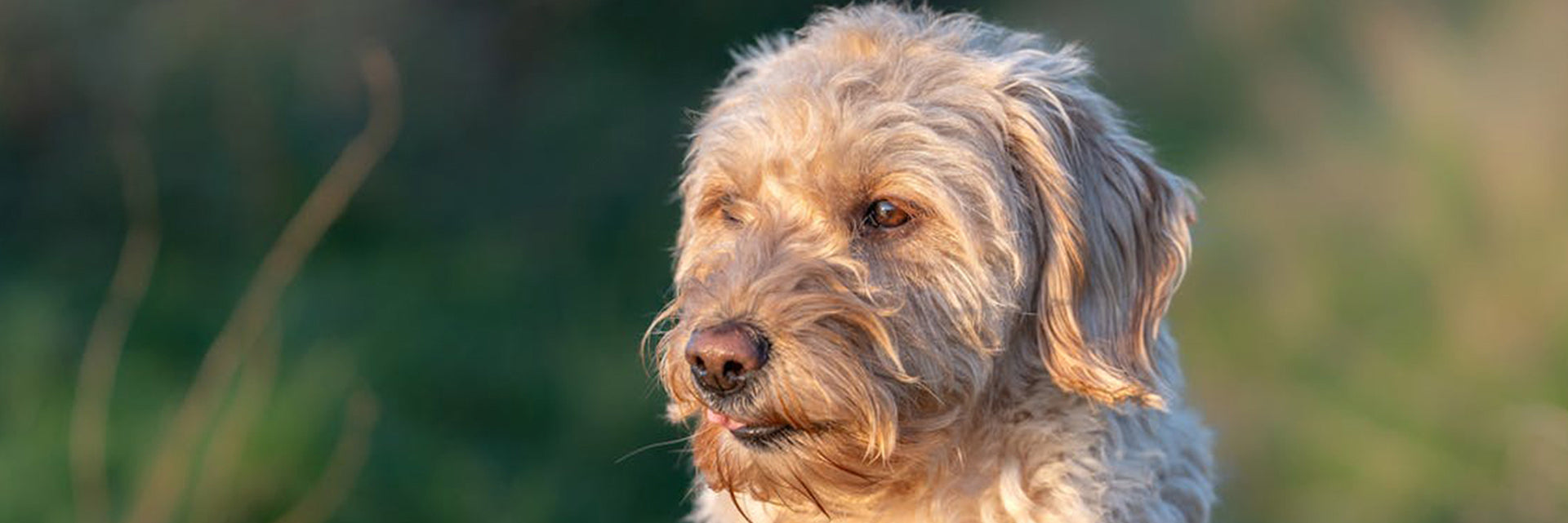 different types of worms in dogs