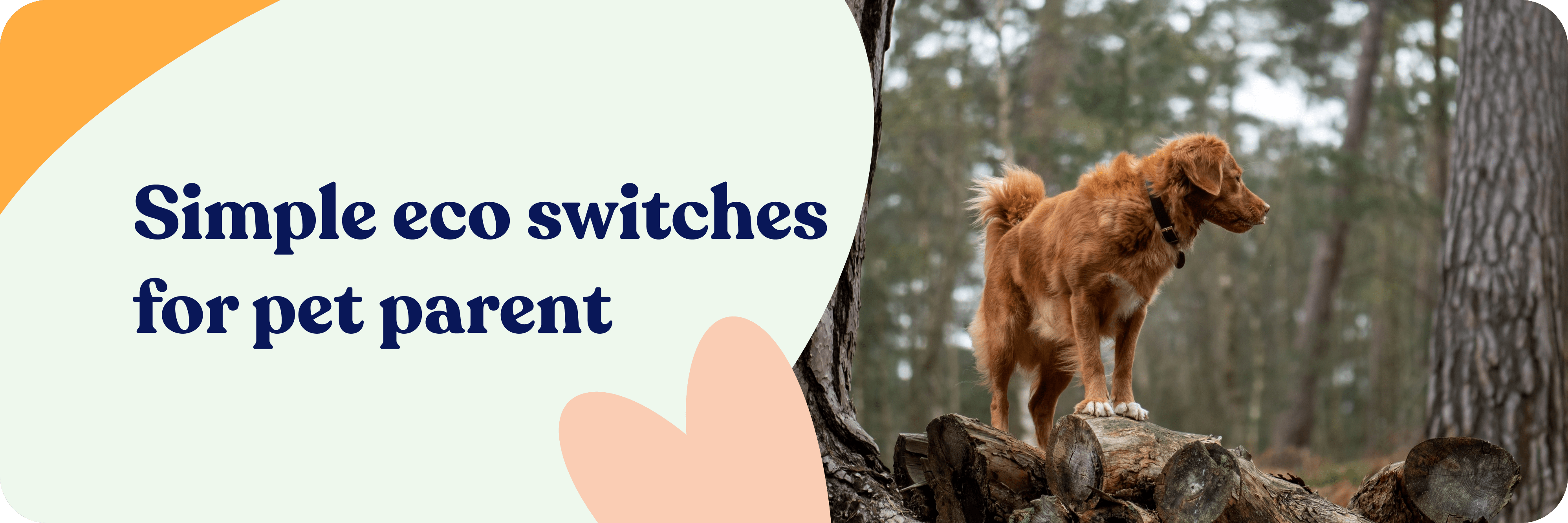 Simple eco switches for pet parents