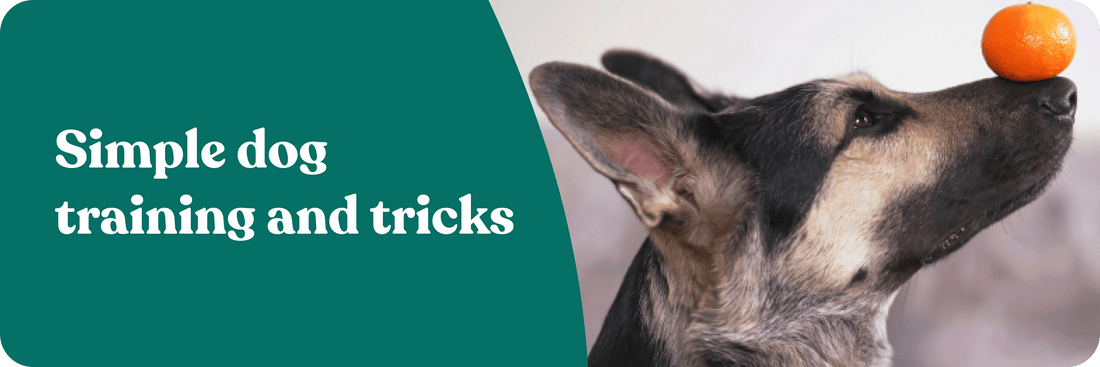 Simple dog training and tricks