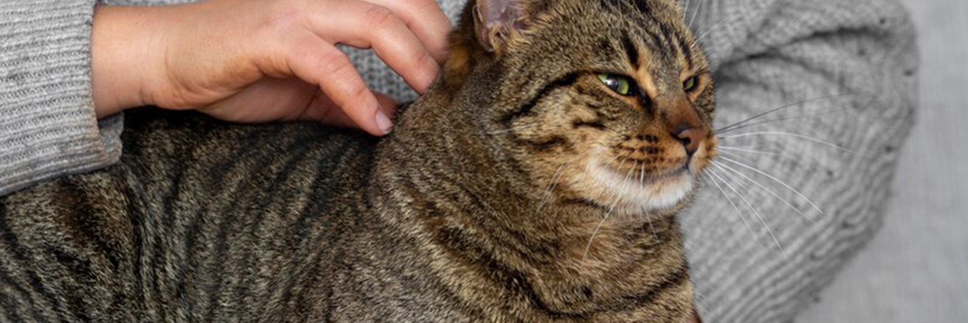 cat pregnancy stages