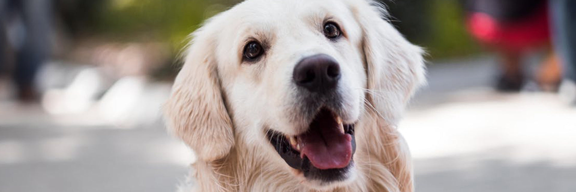 dog appeasing pheromone