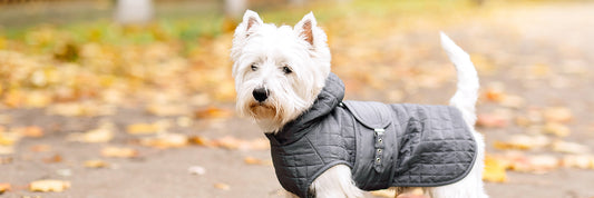Your dog’s perfect coat for every setting