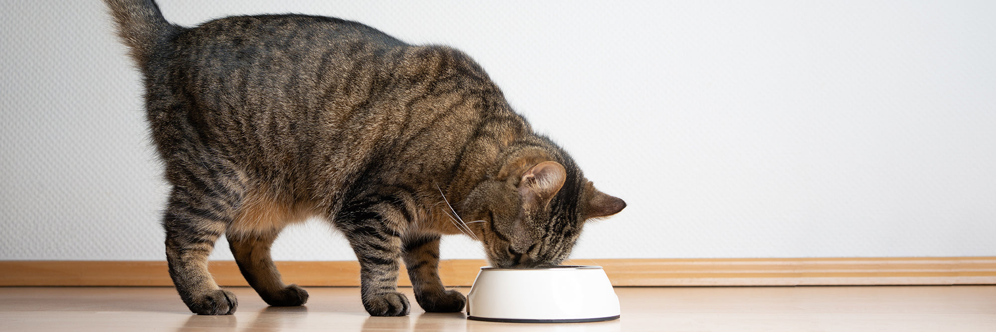 Choosing the right pet food