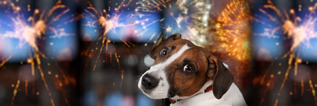 How to calm your pet during fireworks